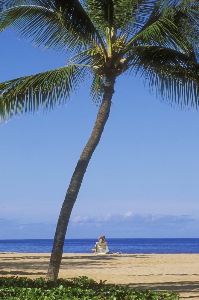 Hawaii Lanai Manele Bay Beach Park Palm Tree And Woman On The Beach Canvas Art - Greg Vaughn Design Pics (22 x 34)