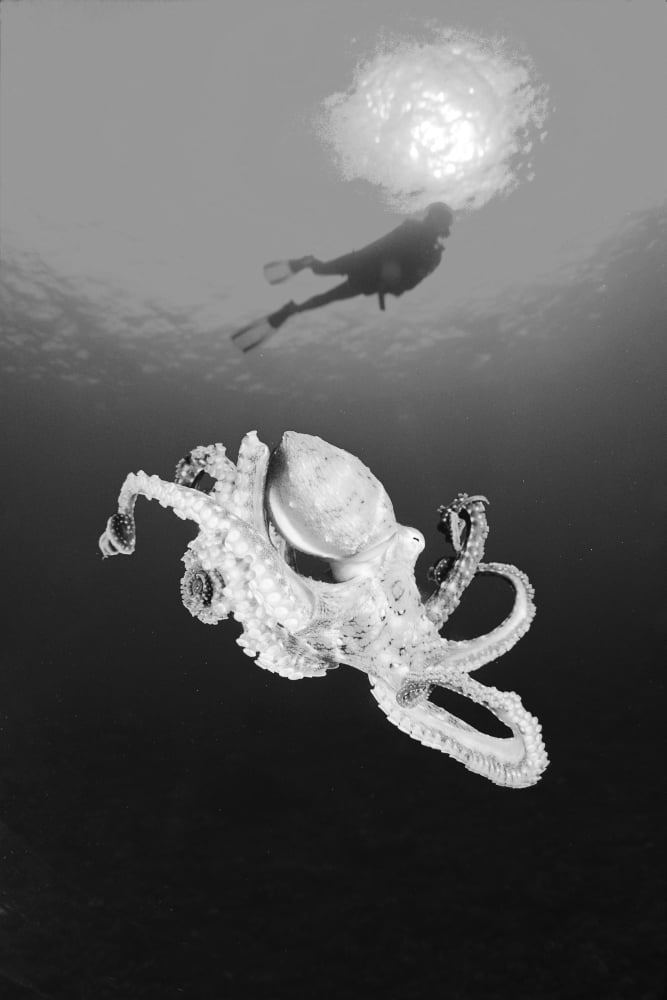 Hawaii Lanai Octopus (Cyanea) In Ocean Water Diver In Background (Black And White Photograph) Canvas Art - Dave Fleetham Design Pics (12 x 18)