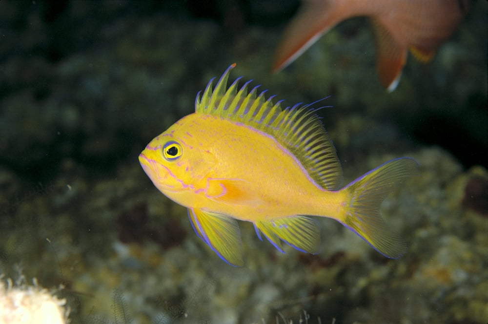 Hawaii Lanai Pseudanthias Fuscipinnis (Rare And Endemic) Close-Up C1936 Canvas Art - Dave Fleetham Design Pics (38 x 24)