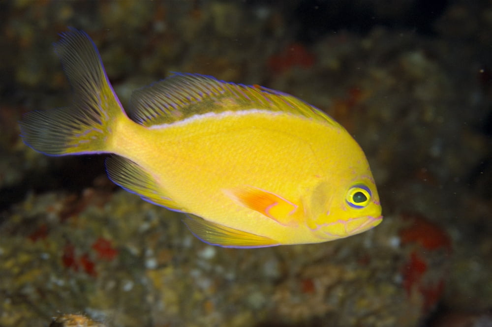Hawaii Lanai Pseudanthias Fuscipinnis (Rare And Endemic) Close-Up Side View Canvas Art - Dave Fleetham Design Pics (19 x 12)