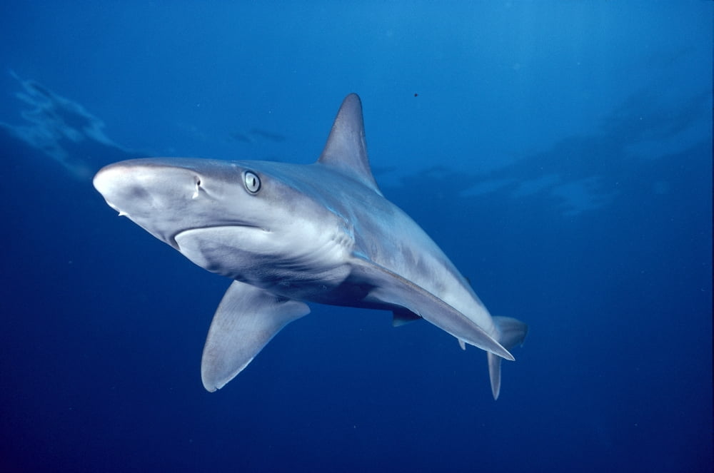 Hawaii Lanai Sandbar Shark Swims Into Camera Side Angle Clear Blue Ocean A79E Canvas Art - Dave Fleetham Design Pics (38 x 24)