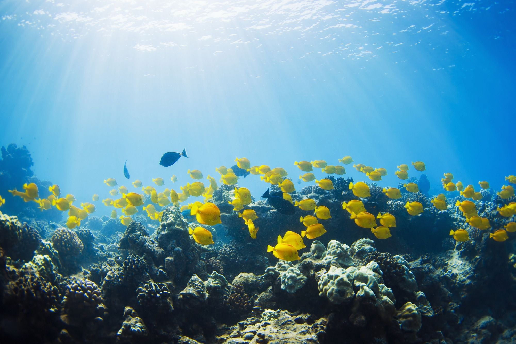 Hawaii Lanai School of Yellow Tangs (Zebrasoma flavescens) in the Hulupoe Bay Marine Preserve Canvas Art - MakenaStockMedia Design Pics (19 x 12)