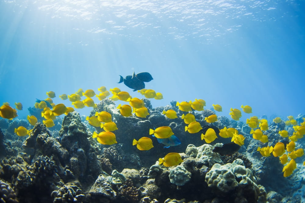 Hawaii Lanai School of Yellow Tangs (Zebrasoma flavescens) in the Hulupoe Bay Marine Preserve Canvas Art - MakenaStockMedia Design Pics (38 x 24)