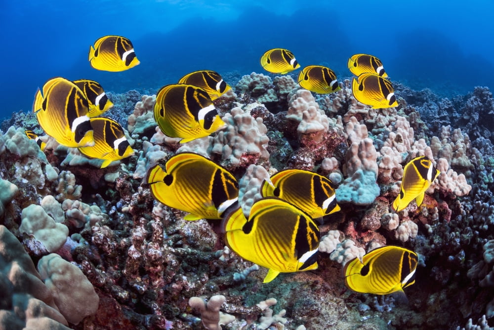 Hawaii Lanai Schooling Raccoon Butterflyfish (Chaetodon Lunula) Canvas Art - Dave Fleetham Design Pics (19 x 12)