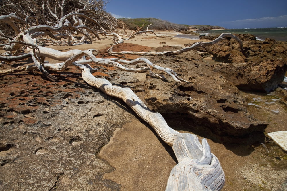 Hawaii Lanai Shipwreck Beach Kaiolohia Driftwood on Beach Canvas Art - Jenna Szerlag Design Pics (19 x 12)