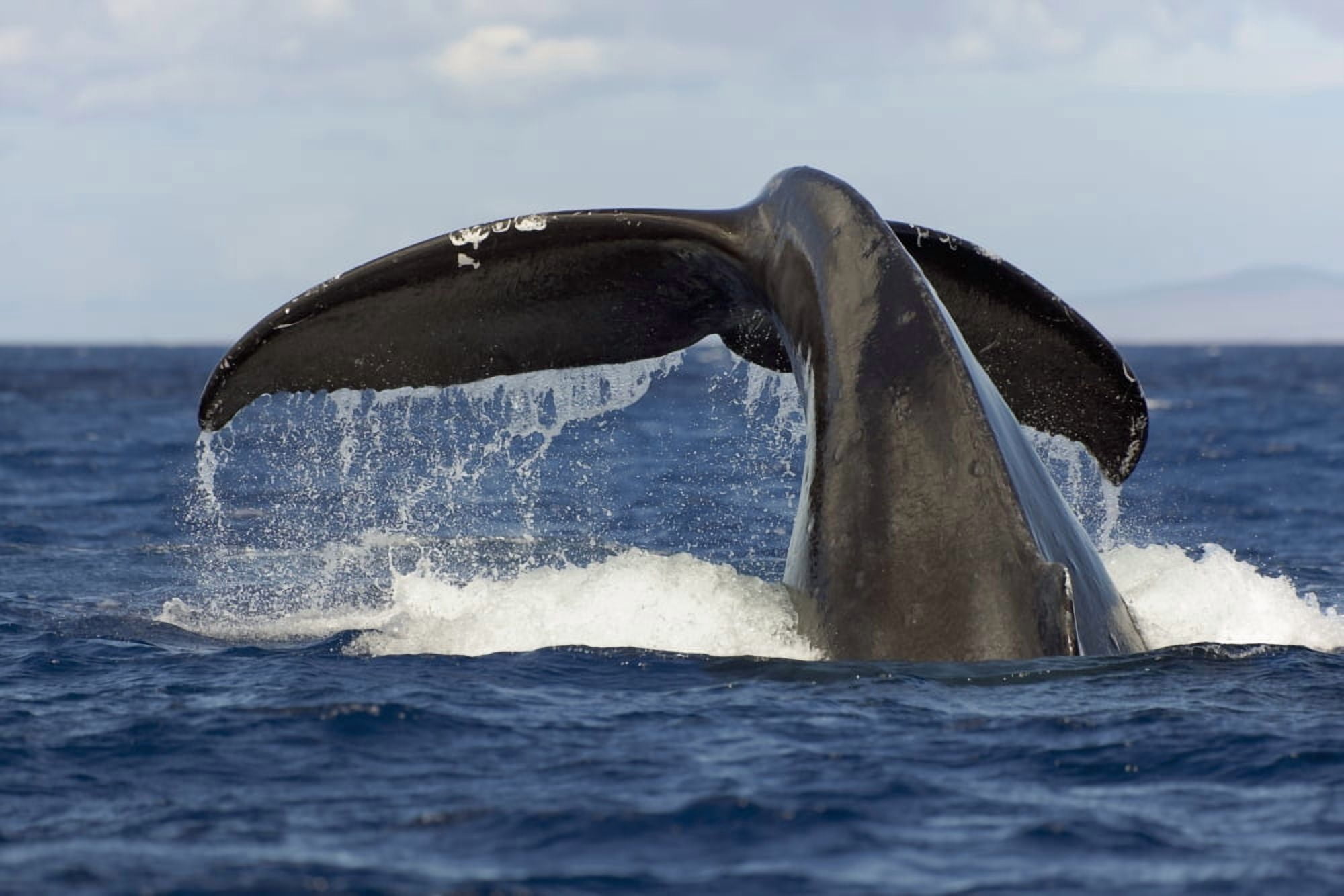 Hawaii Lanai Tail of a humpback whale (Megaptera novaeangliae) Canvas Art - Dave Fleetham Design Pics (38 x 24)
