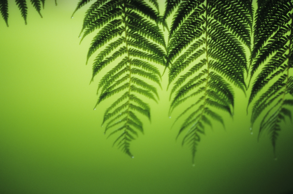 Hawaii Lanai Tree Ferns On Green Background Canvas Art - Ron Dahlquist Design Pics (17 x 11)