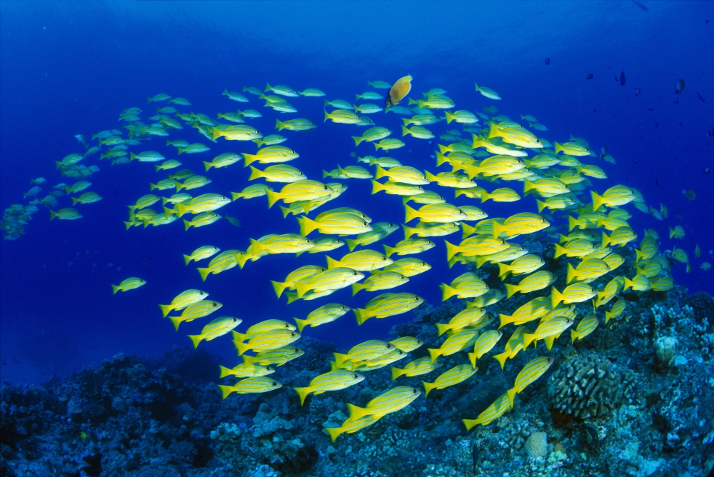 Hawaii Large School Of Blue Stripe Snappers (Lutjanus Kasmira) Over Reef Canvas Art - Dave Fleetham Design Pics (38 x 24)