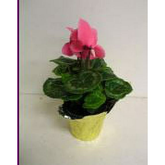 Hawaii Live Plants 4in Pot Cyclamen