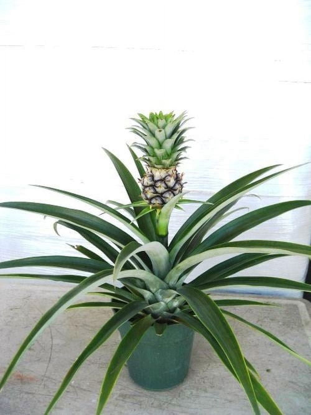 round snake plant African Spear Plant 'Sansevieria cylindrica' - Shop Online main image 0