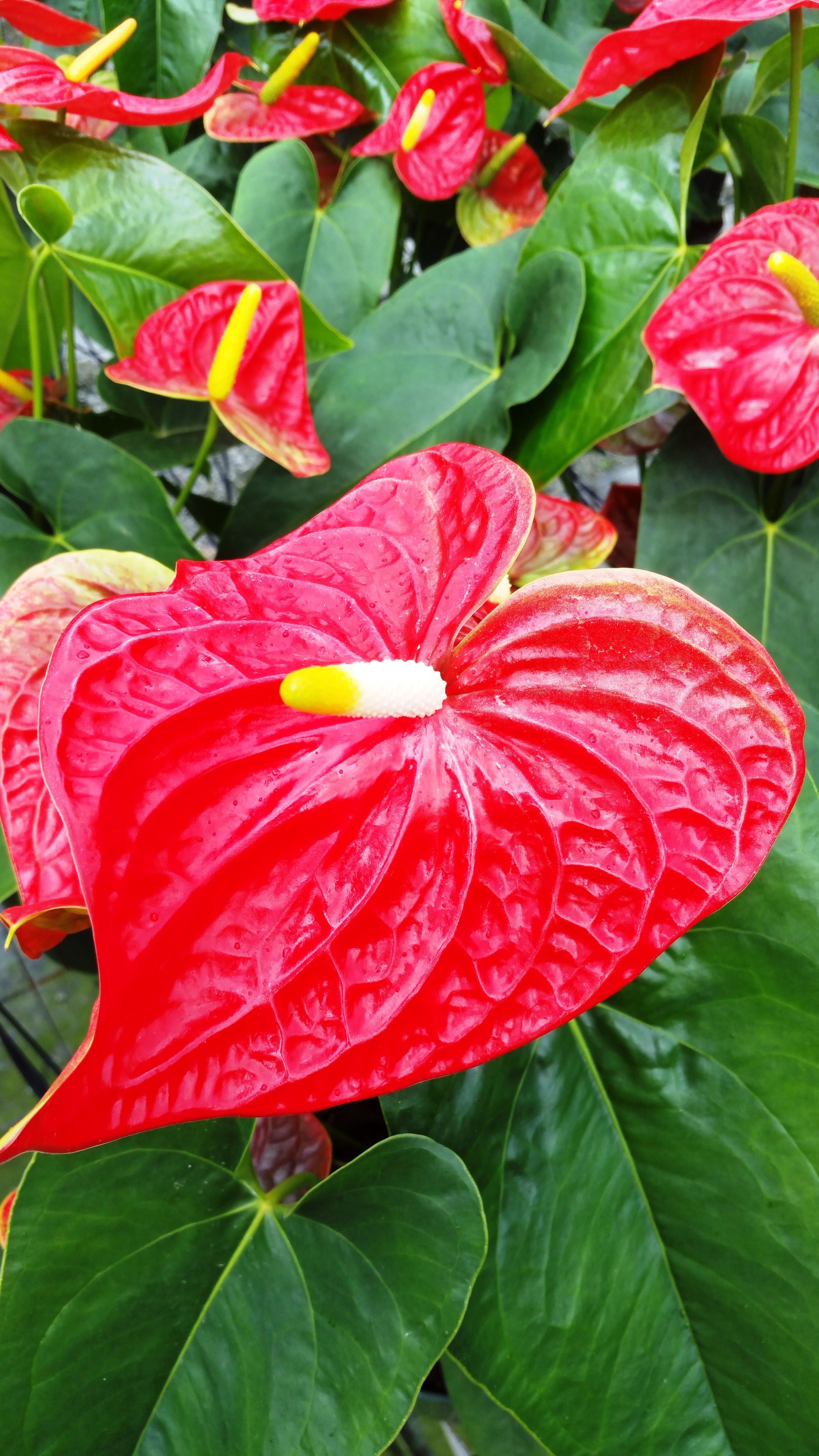 Hawaii Live Plants Hawaii-outer Isle Anthurium