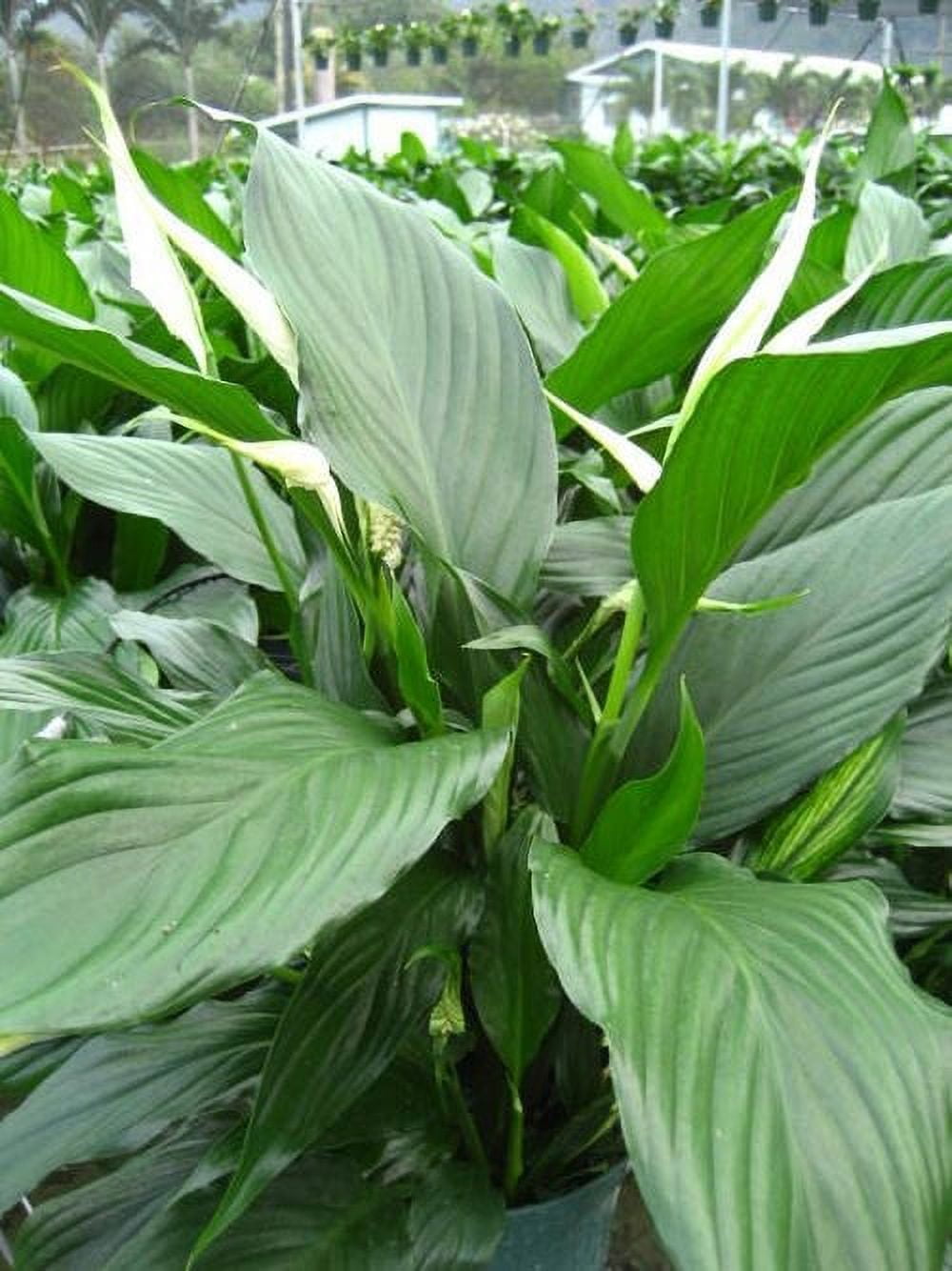 Hawaii Live Plants Hawaii-outer Isle Flge Premium