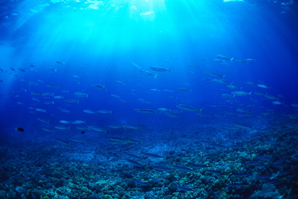 Hawaii Mackerel Scad Opelu (Decapterus Macarellus) School In Blue Ocean A84B Canvas Art - Dave Fleetham Design Pics (38 x 24)