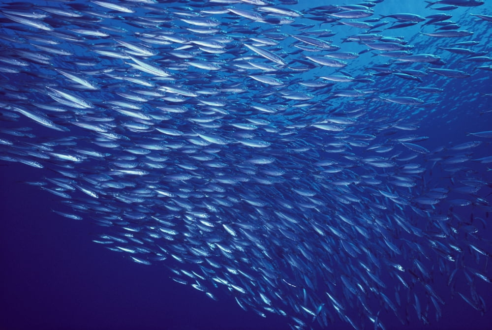 Hawaii Mackerel Scad Opelu (Decapturus Maruodsi) Swims In Large School Canvas Art - Ed Robinson Design Pics (19 x 12)