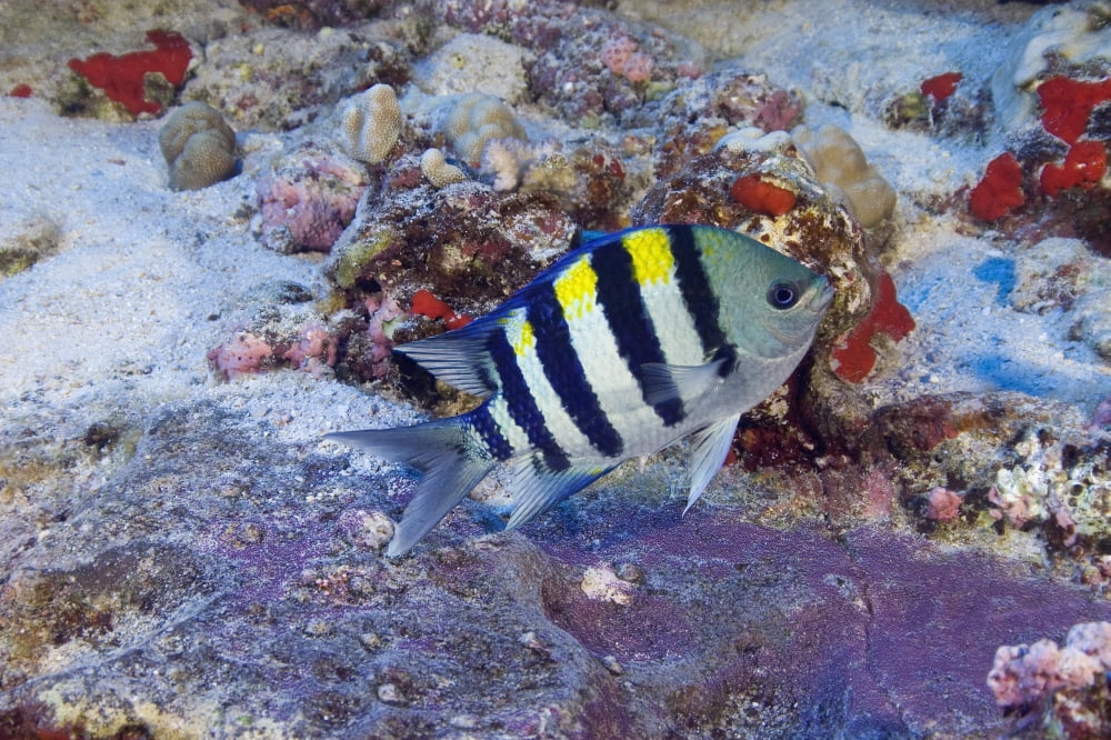 Hawaii Male Indo-Pacific Sergeant Major (Abudefduf Vaigiensis) Guarding Purple Egg Mass Canvas Art - Dave Fleetham Design Pics (18 x 12)