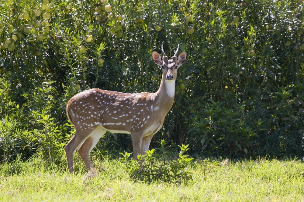 Hawaii Maui A Feral Axis Deer (Axis Axis) Standing In A Green Meadow Canvas Art - Dave Fleetham Design Pics (34 x 22)