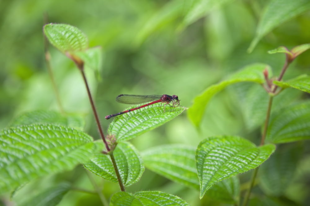 Hawaii Maui A closeup of a red dragonfly Canvas Art - Jenna Szerlag Design Pics (19 x 12)