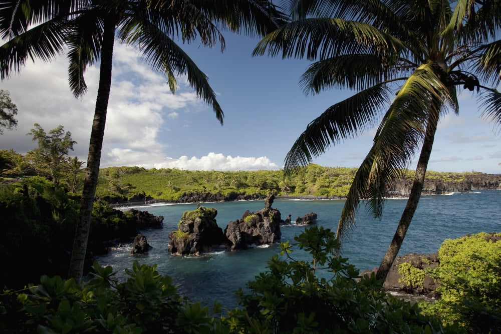 Hawaii Maui A sunny view of Waianapanapa from behind palm trees Canvas Art - Jenna Szerlag Design Pics (19 x 12)