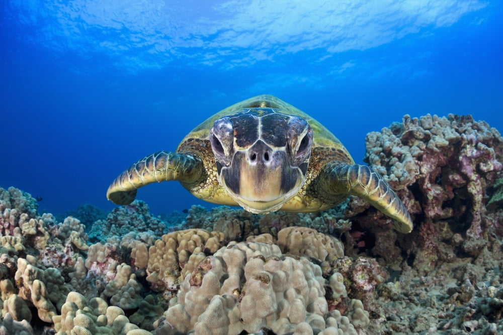 Hawaii Maui A wide angle of a green sea turtle (Chelonia mydas) viewed straight on Canvas Art - Dave Fleetham Design Pics (18 x 12)
