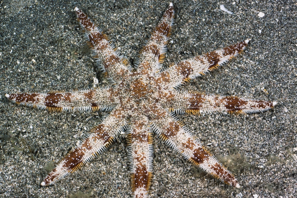 Hawaii Maui An unusual eight-armed seastar (Luidia aspera) on the ocean floor Canvas Art - Dave Fleetham Design Pics (38 x 24)