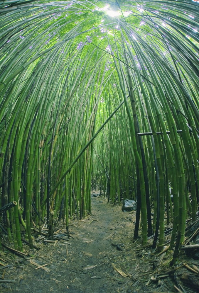 Hawaii Maui Bamboo Forest Canvas Art - M Swiet Productions Design Pics (12 x 18)