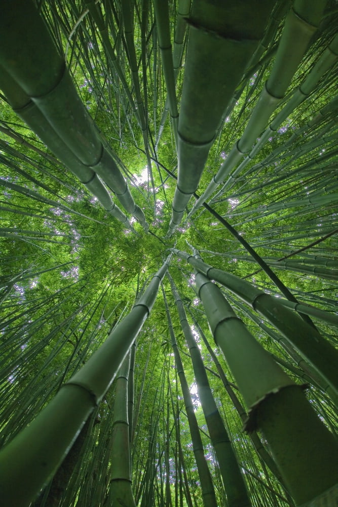 Hawaii Maui Bamboo Forest Canvas Art - M Swiet Productions Design Pics (12 x 18)