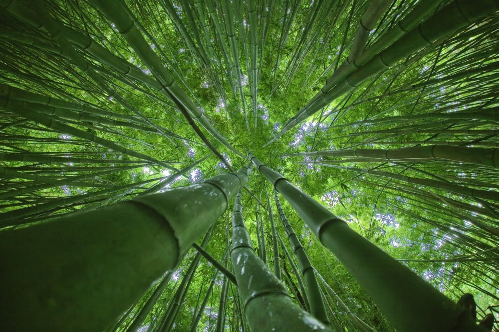 Hawaii Maui Bamboo Forest Canvas Art - M Swiet Productions Design Pics (38 x 24)