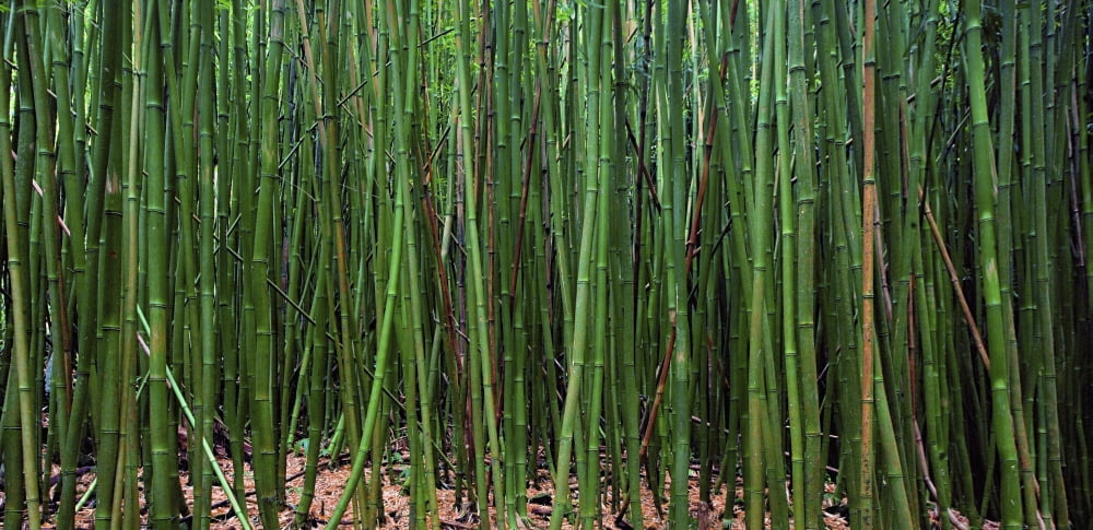 Hawaii Maui Bamboo Forest Canvas Art - M Swiet Productions Design Pics (44 x 21)