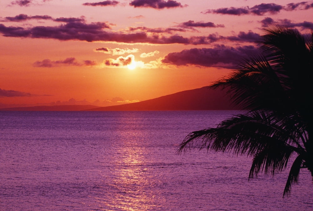 Hawaii Maui Beautiful Tropical Sunset With Palm Tree Canvas Art - Tomas del Amo Design Pics (38 x 24)
