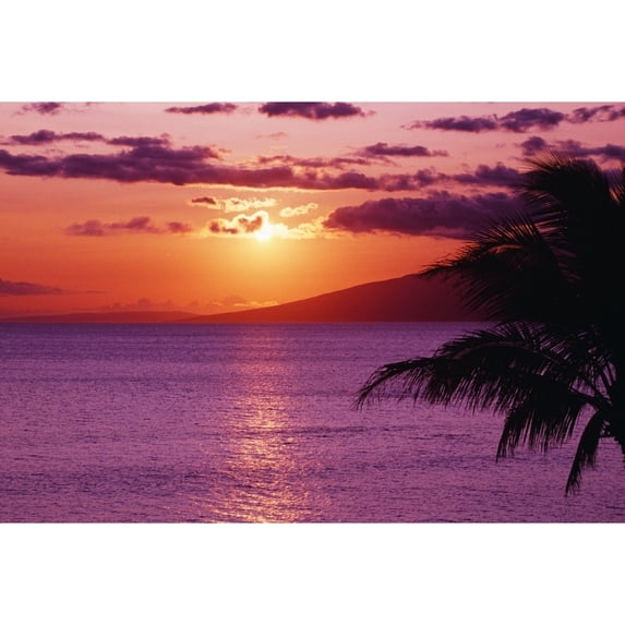 Hawaii Maui Beautiful Tropical Sunset With Palm Tree. Poster Print