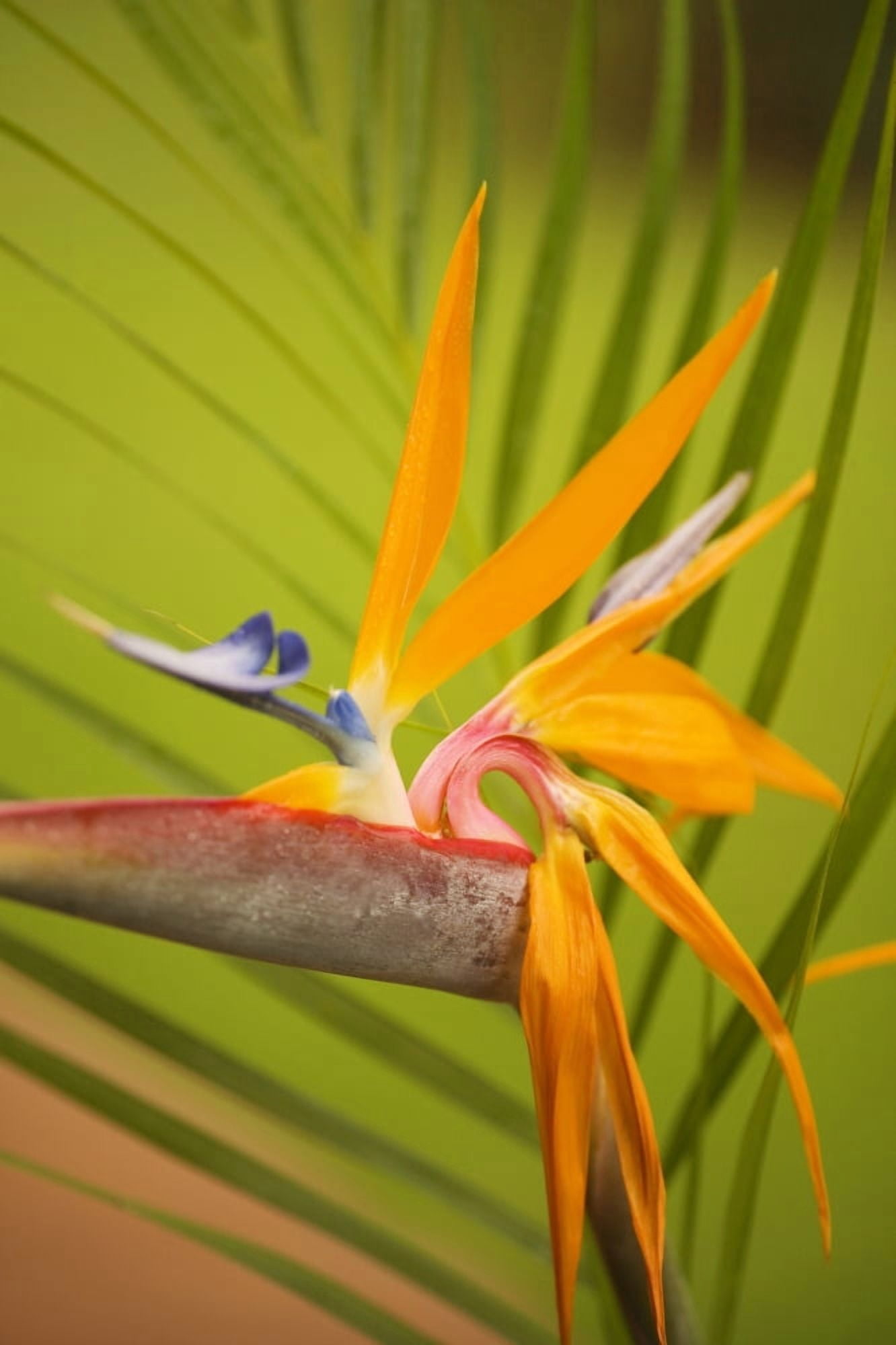 Hawaii Maui Bird Of Paradise Blossom Canvas Art - Ron Dahlquist Design Pics (11 x 17)