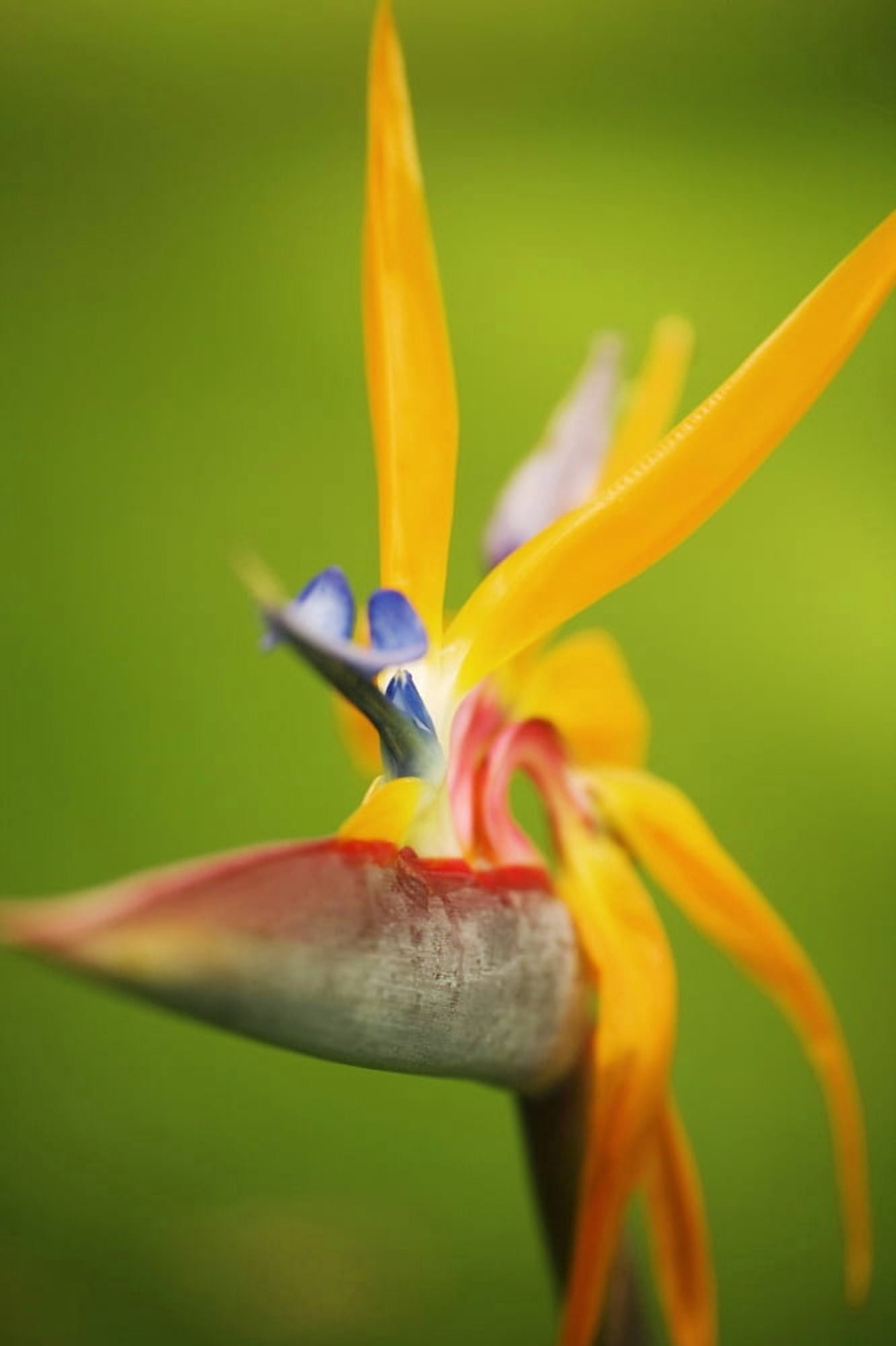 Hawaii Maui Bird Of Paradise Blossom Canvas Art - Ron Dahlquist Design Pics (11 x 17)