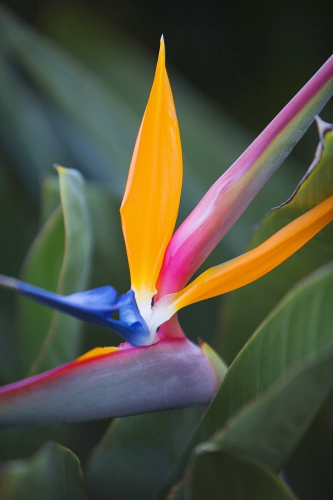 Hawaii Maui Bird Of Paradise Blossom Canvas Art - Ron Dahlquist Design Pics (22 x 34)