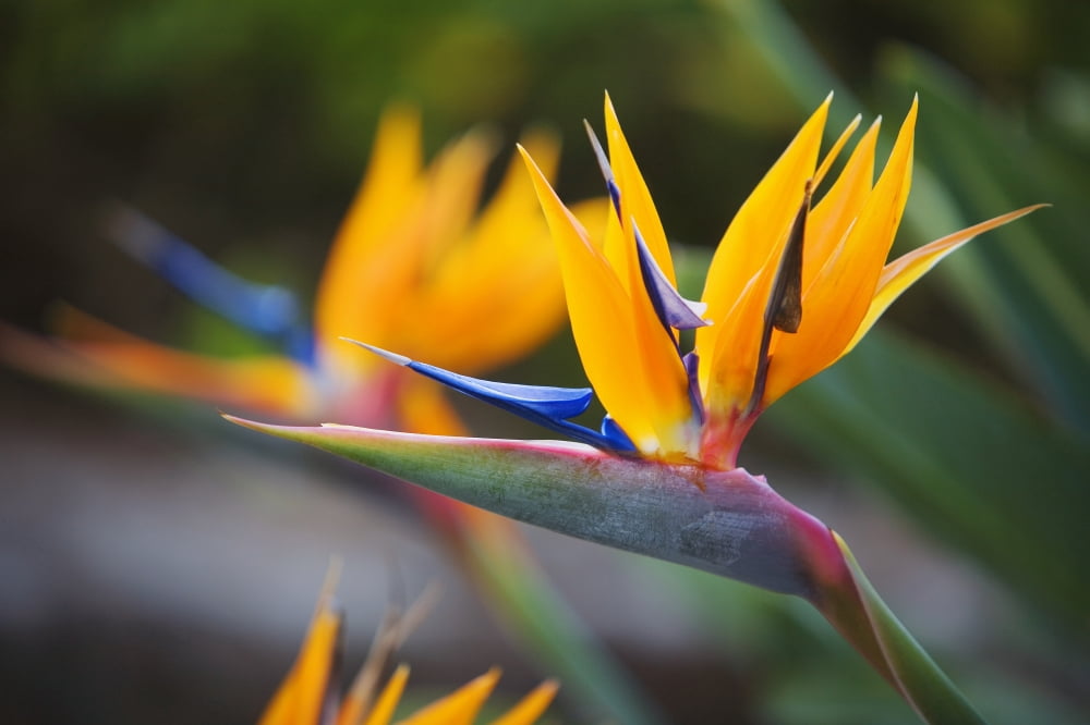 Hawaii Maui Bird Of Paradise Blossoms Canvas Art - Ron Dahlquist Design Pics (34 x 22)