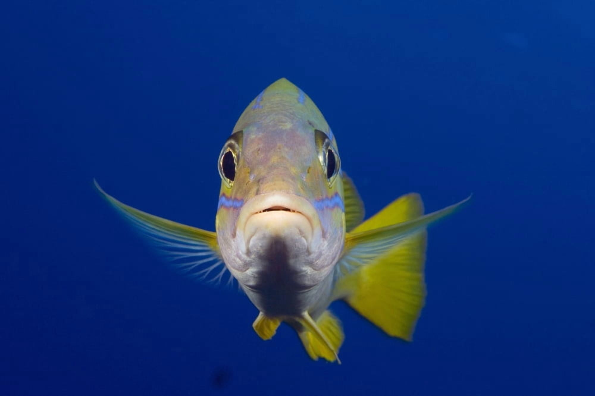 Hawaii Maui Bluestripe Snapper (Lutjanus Kasmira) Canvas Art - Dave Fleetham Design Pics (18 x 12)