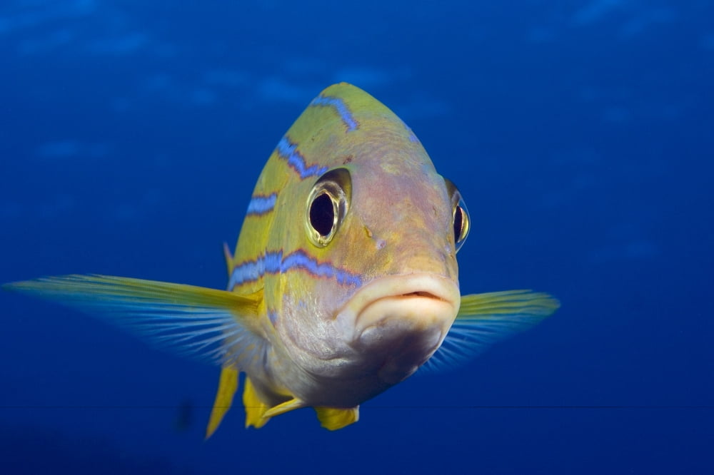 Hawaii Maui Bluestripe Snapper (Lutjanus Kasmira) Canvas Art - Dave Fleetham Design Pics (36 x 24)