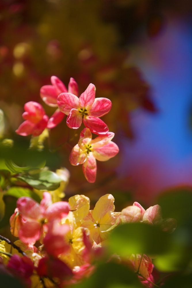Hawaii Maui Close-Up Of Blossoms Of A Shower Tree Canvas Art - Ron Dahlquist Design Pics (11 x 17)