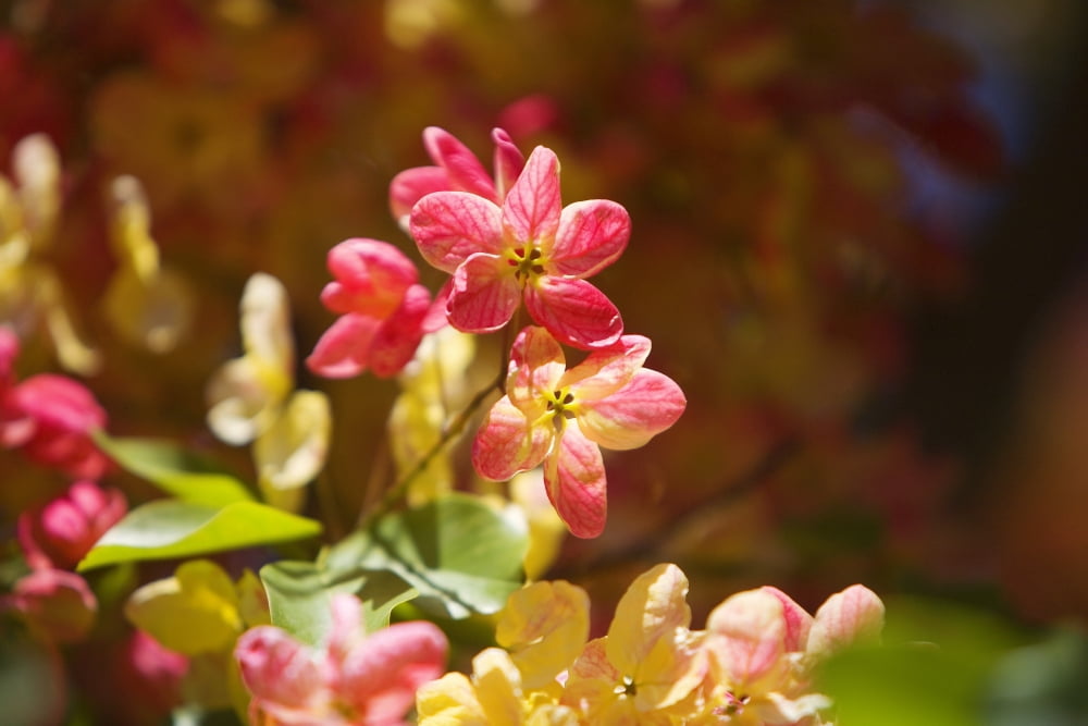 Hawaii Maui Close-Up Of Blossoms Of A Shower Tree Canvas Art - Ron Dahlquist Design Pics (17 x 11)