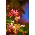 thumbnail image 1 of Hawaii, Maui, Close-Up Of Blossoms Of A Shower Tree. Poster Print (22 x 34), 1 of 3