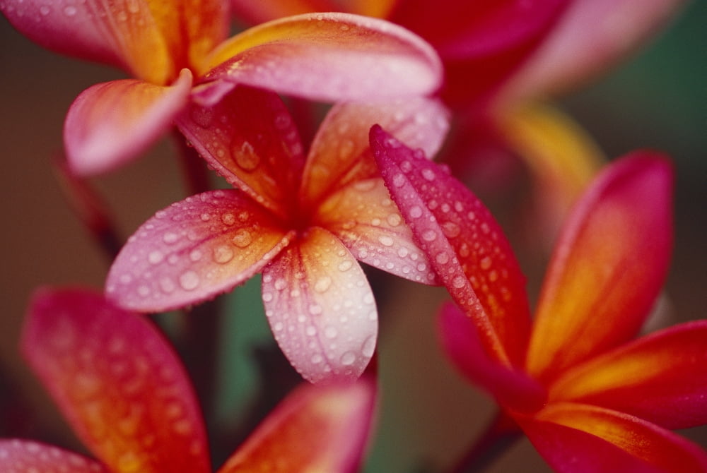 Hawaii Maui Close-Up Of Dark Pink Yellow Plumeria Flowers On Plant Wet Dewdrops Canvas Art - Ron Dahlquist Design Pics (19 x 12)