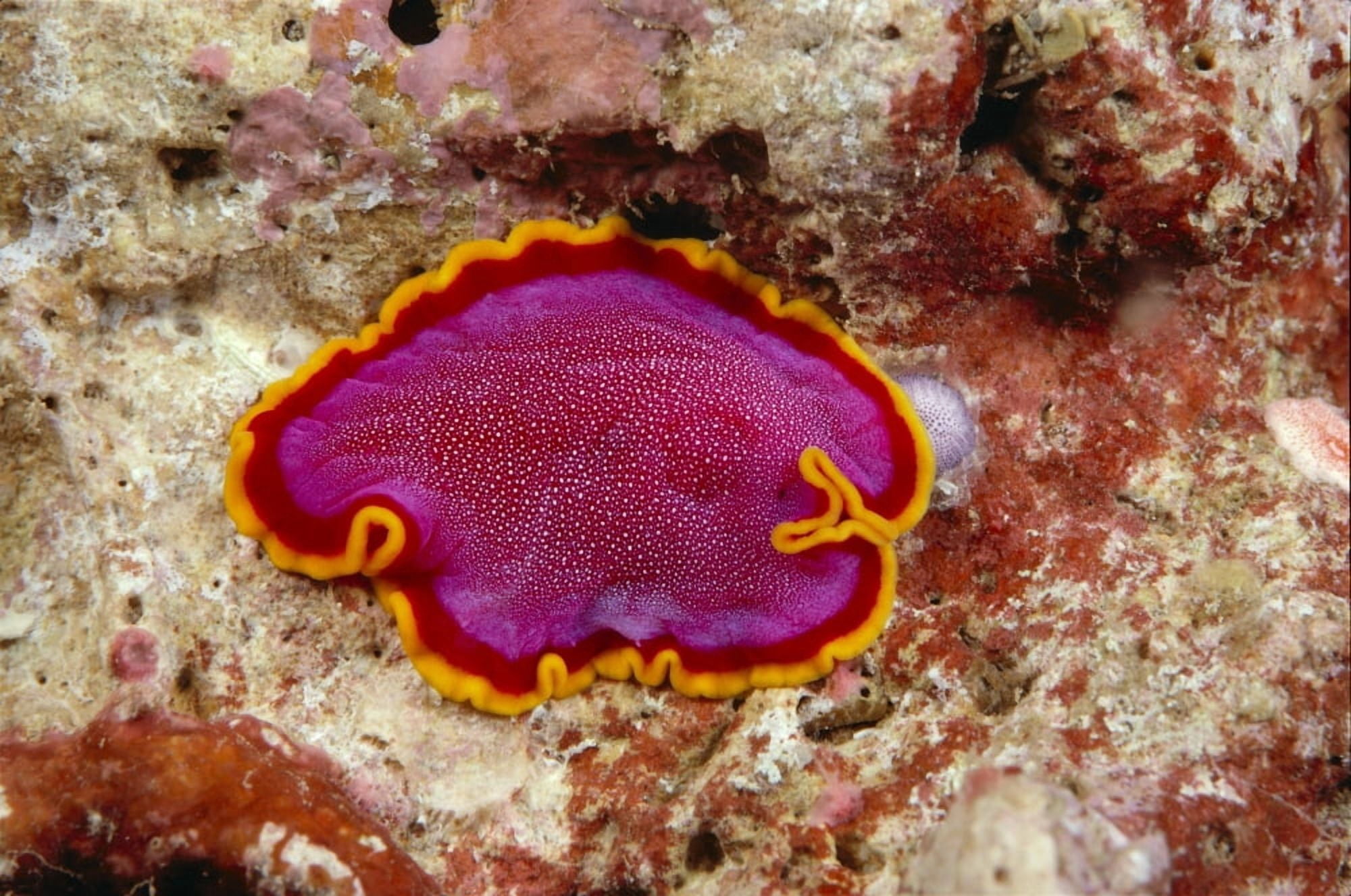 Hawaii Maui Close-Up Of Flatworm (Pseudoceros Kentii) Top View Canvas Art - Dave Fleetham Design Pics (19 x 12)