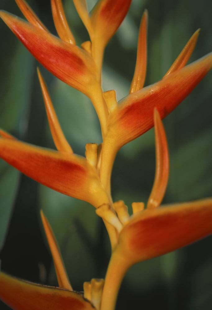 Hawaii Maui Close-Up Of Hanging Heloconia Red Orange Yellow Detail With Green Background Canvas Art - Ron Dahlquist  Design Pics (11 x 17)