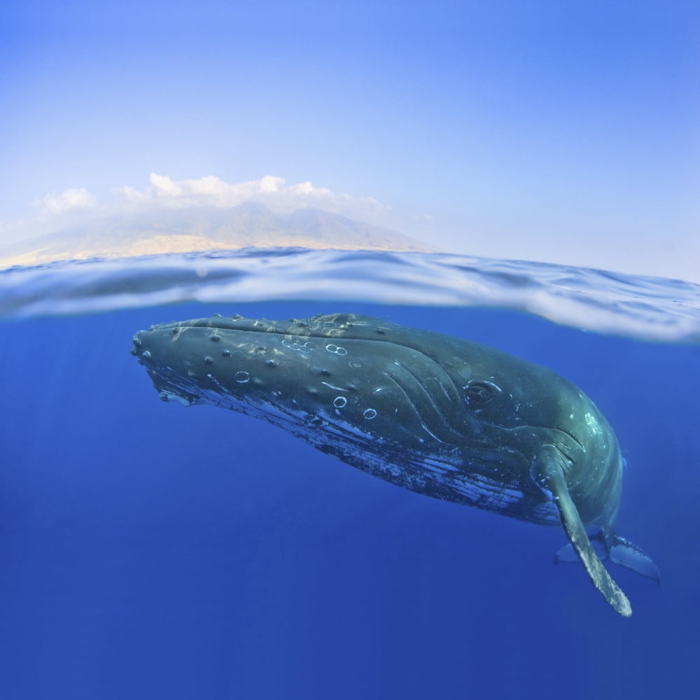 Hawaii Maui Close-Up Of Humpback Whale Near The Oceans Surface Canvas Art - M Swiet Productions Design Pics (15 x 15)