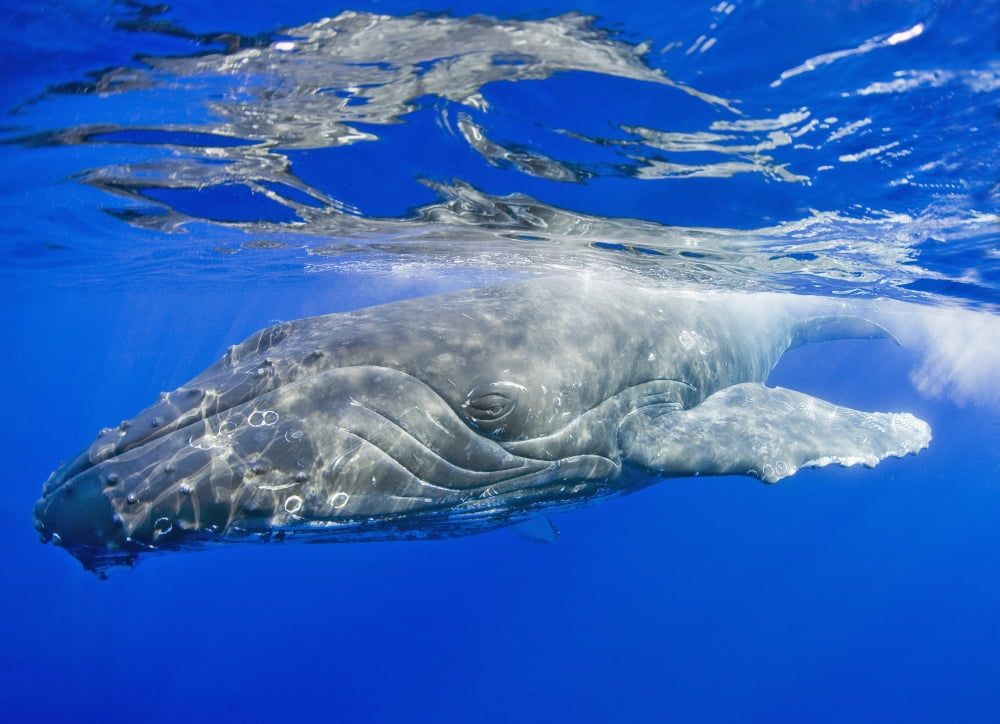 Hawaii Maui Close-Up Of Humpback Whale Near The Oceans Surface Canvas Art - M Swiet Productions Design Pics (18 x 13)