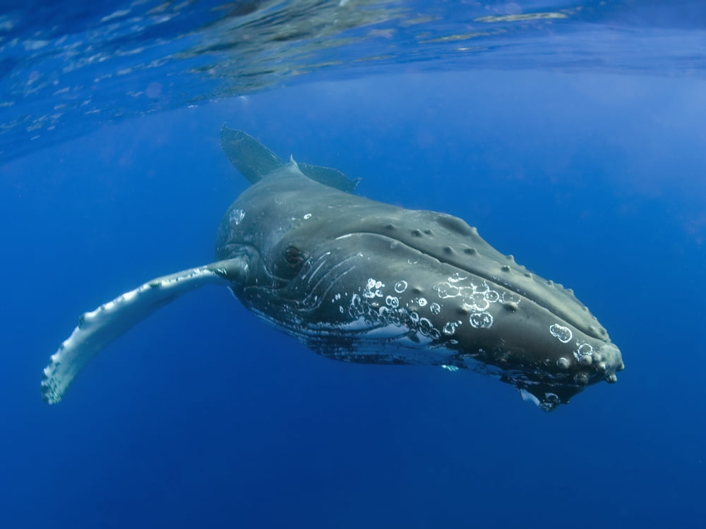 Hawaii Maui Close-Up Of Humpback Whale Near The Oceans Surface Canvas Art - M Swiet Productions Design Pics (18 x 13)
