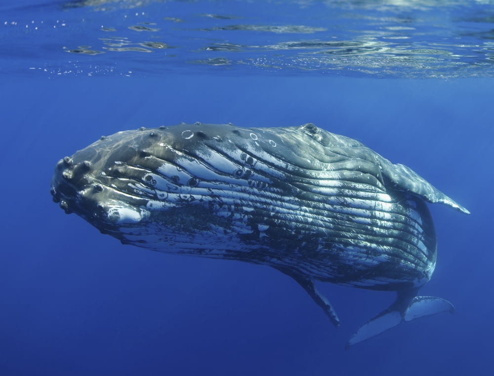 Hawaii Maui Close-Up Of Humpback Whale Near The Oceans Surface Canvas Art - M Swiet Productions  Design Pics (34 x 26)