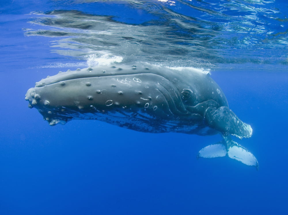 Hawaii Maui Close-Up Of Humpback Whale Near The Oceans Surface Canvas Art - M Swiet Productions  Design Pics (36 x 26)