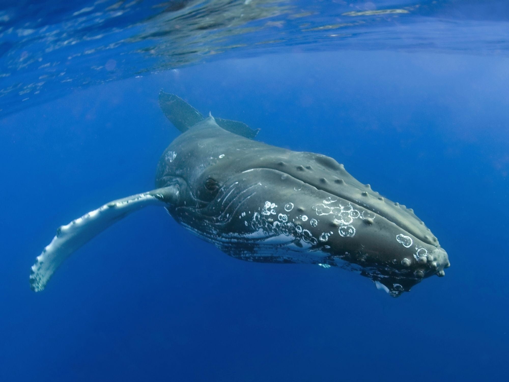 Hawaii Maui Close-Up Of Humpback Whale Near The Oceans Surface Canvas Art - M Swiet Productions Design Pics (36 x 26)