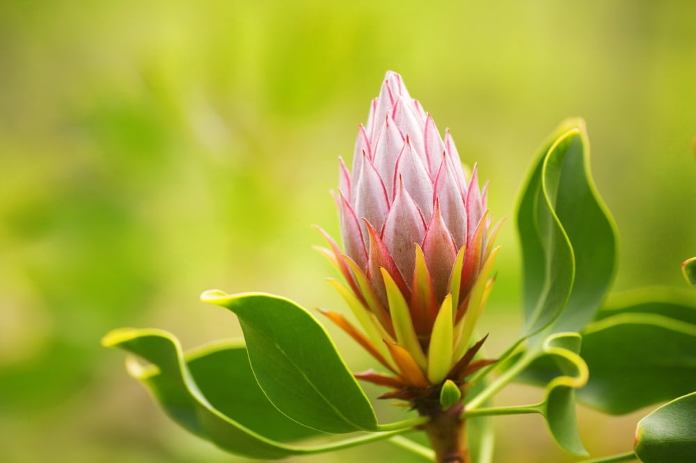 Hawaii Maui Close-Up Of King Protea Bud Canvas Art - Ron Dahlquist Design Pics (17 x 11)