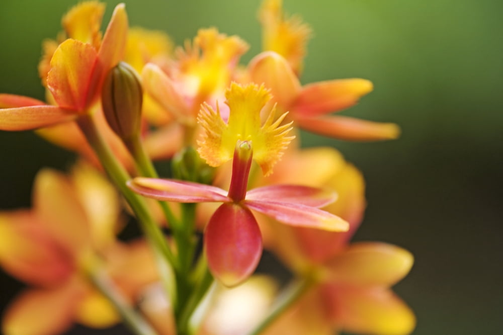 Hawaii Maui Close-Up Of Orange Epidendrum Orchid Cluster Canvas Art - Ron Dahlquist Design Pics (17 x 11)
